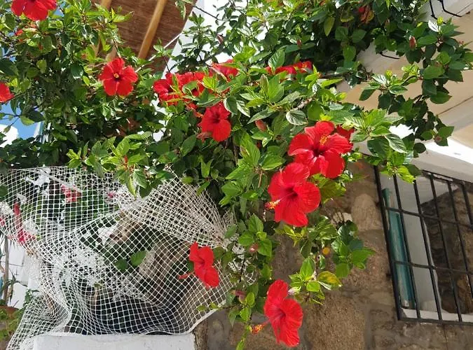 بيت للعطل Hibiscus Rosa Mykonos